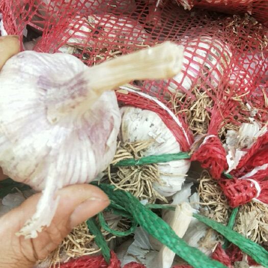 大名县邳州大蒜 正宗大名於土地蒜种