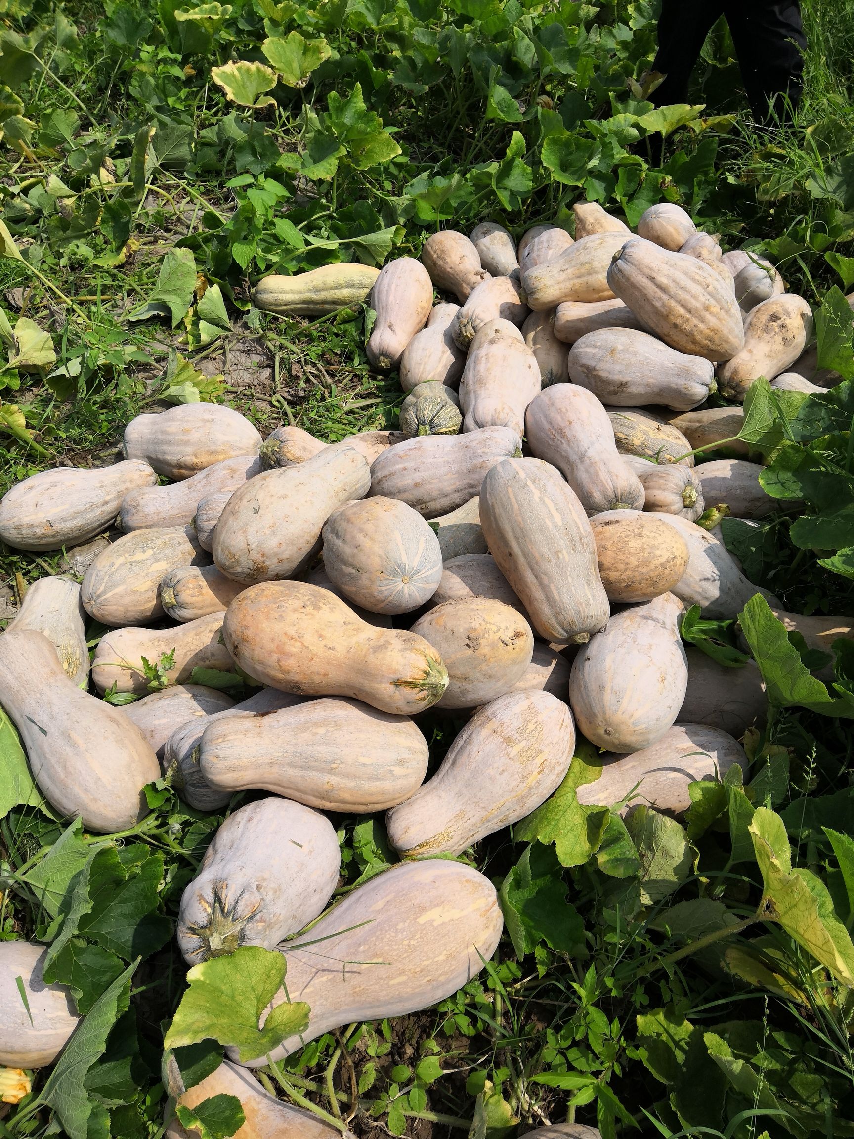 蜜本南瓜 6~10斤