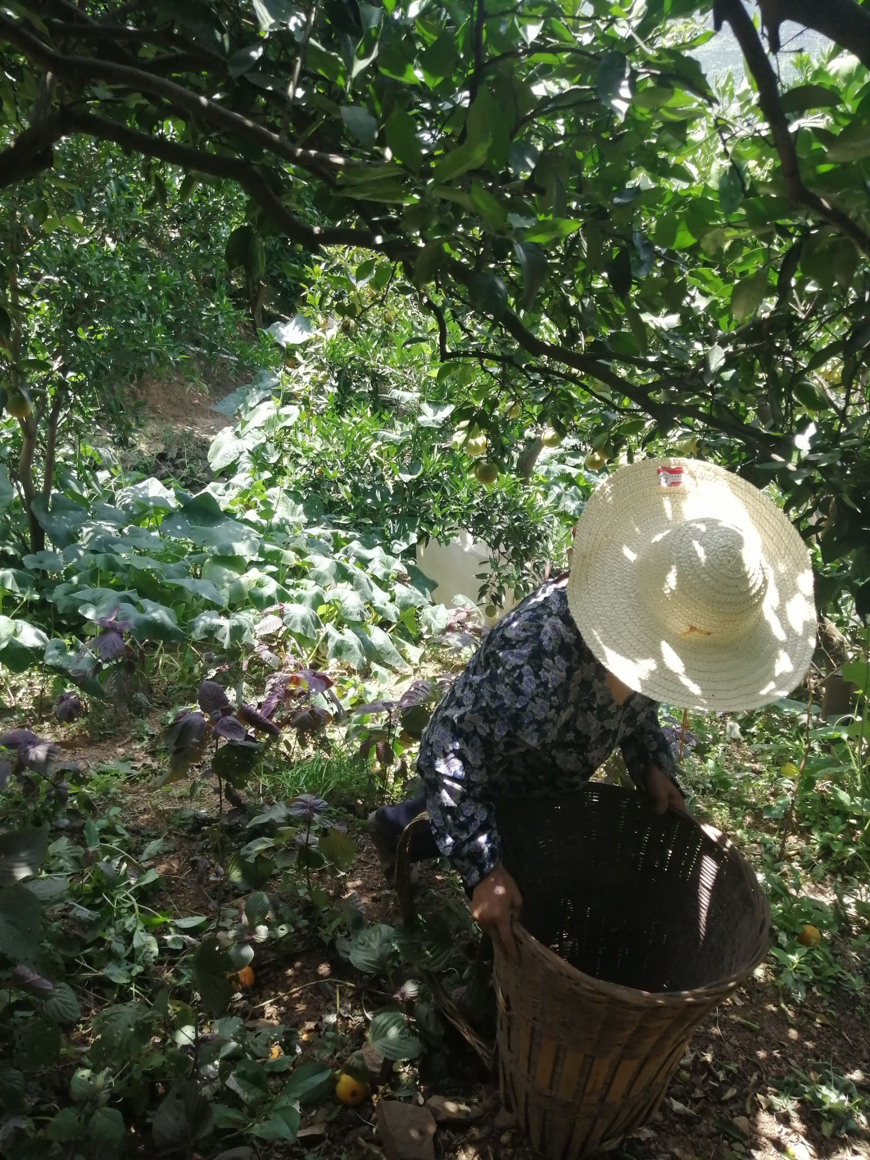  三峡秭归夏橙种植户直销