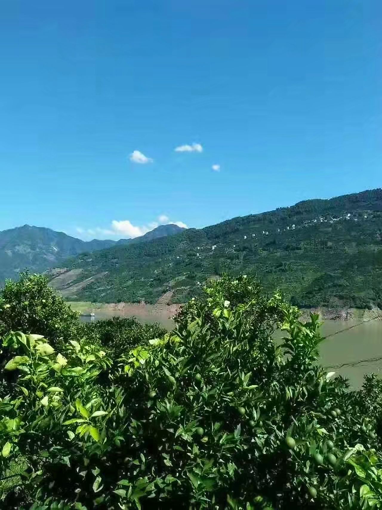  三峡秭归夏橙种植户直销