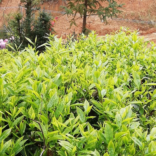 大埔县白叶单枞 含量高的富硒之地茶叶，无农残，有机茶叶。处于海拔7百多高山茶