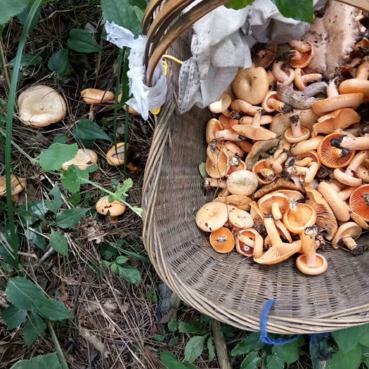 龙里县野生菌罐头  今天野生菌紫花菌