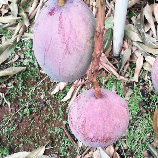 华坪县凯特芒 凯特芝