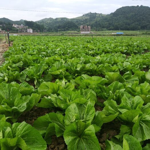 长顺县 贵州省黔南州长顺县天气温度适合包心芥菜成长，8月初可以上市