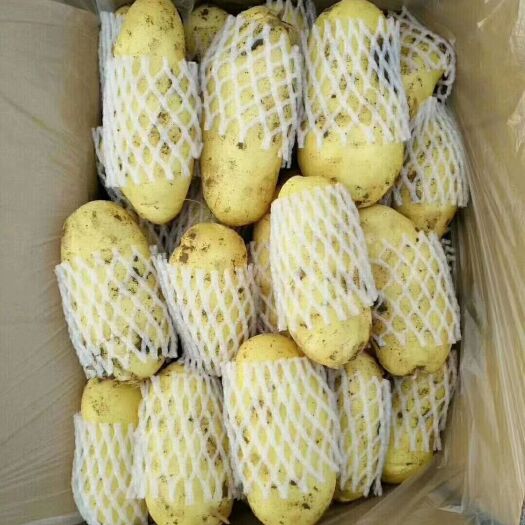 肥城市 常年供应冷库箱装套网、袋装荷兰十五土豆，价格便宜，保证质量
