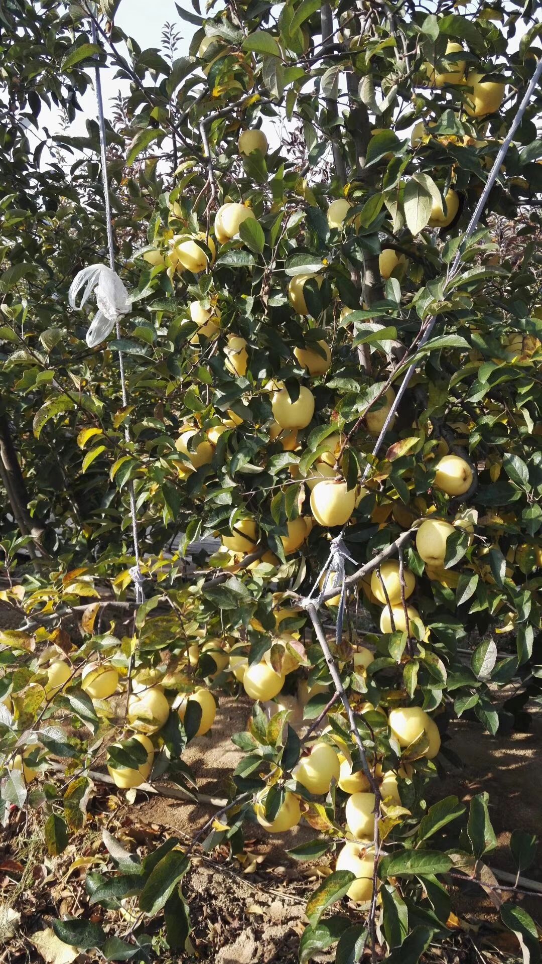 维纳斯黄金苹果苗 维纳斯黄金苹果