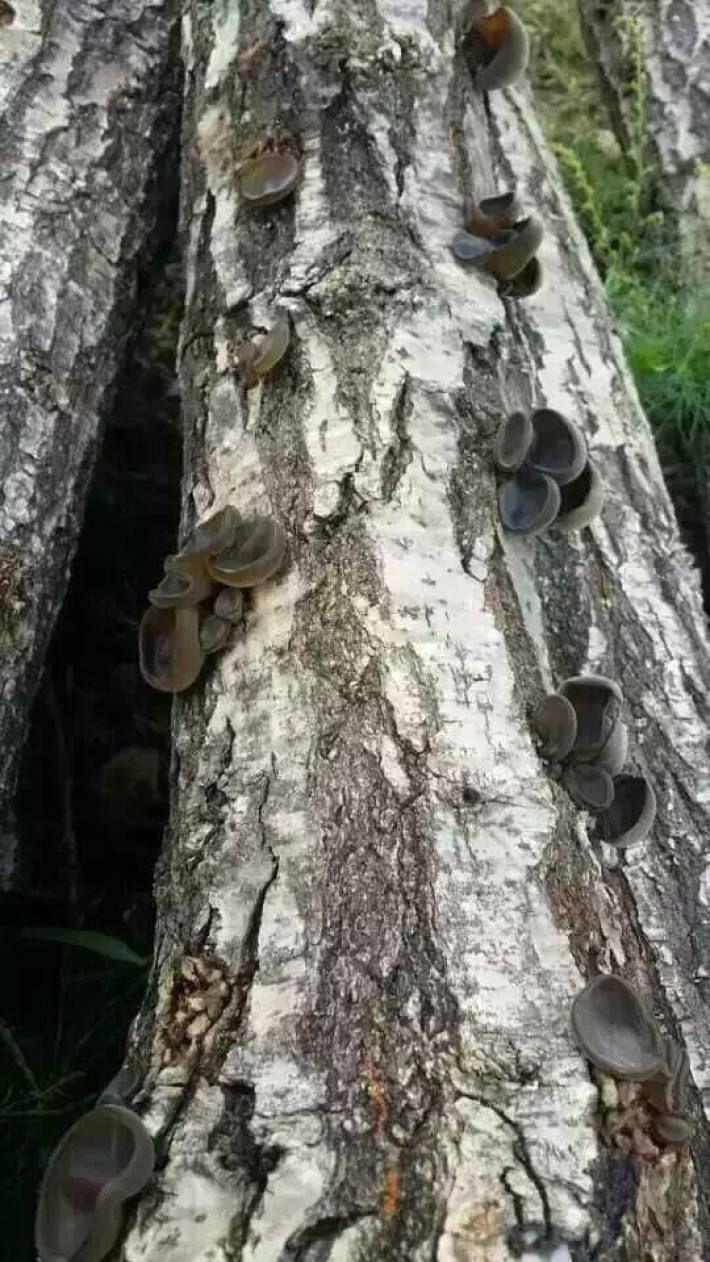  秦岭头茬青冈椴树木耳