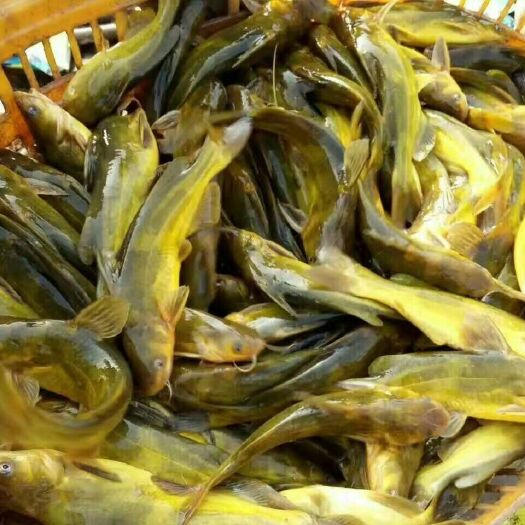 广州 全雄性 杂交黄骨鱼苗  黄颡鱼苗 黄辣丁 黄丫头 水黄蜂