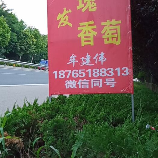 潍坊玫瑰香葡萄 0.8-1斤 5%以下 1次果