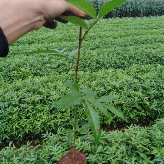 西昌市青花椒苗 青花椒杯苗高度20公分起步取货大量供货