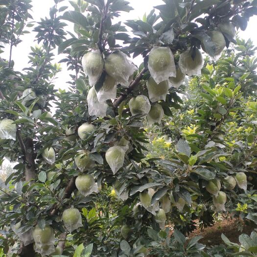 商丘 首红苹果
