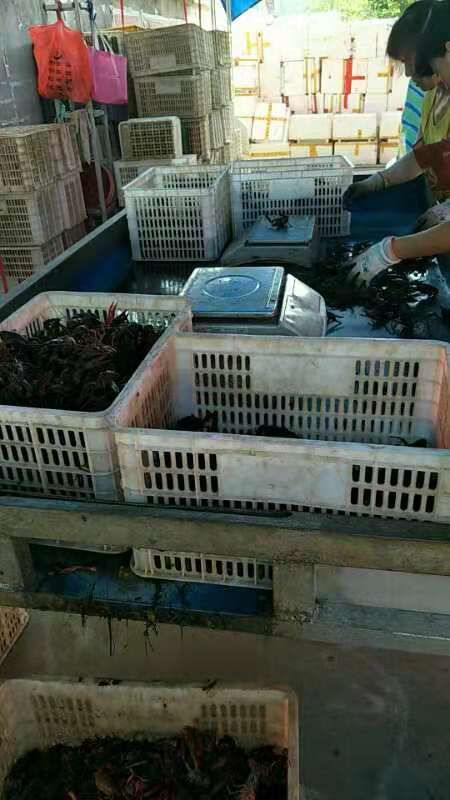 洪湖市青红虾 根据客户的要求打规格 塘虾