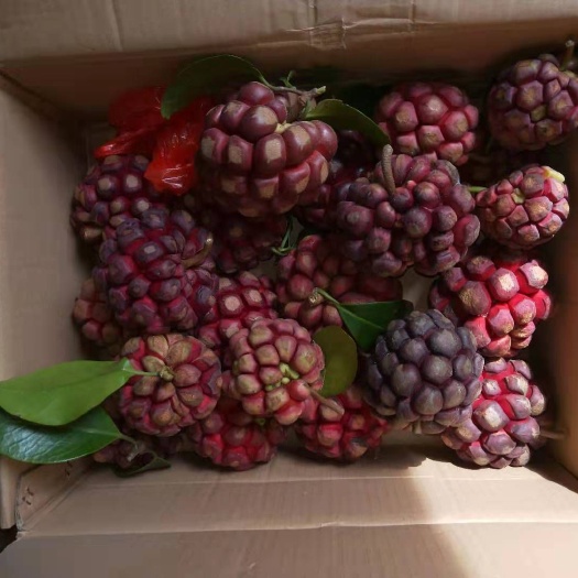 三江县黑老虎果 600-650g