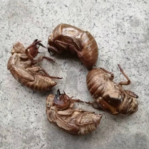 新密市 新蝉蜕，个完整，