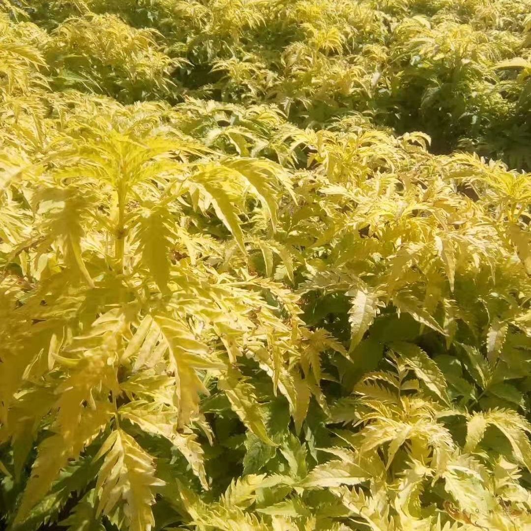 接骨草 开原市美城苗圃接骨木树苗价格 金叶接骨木价格