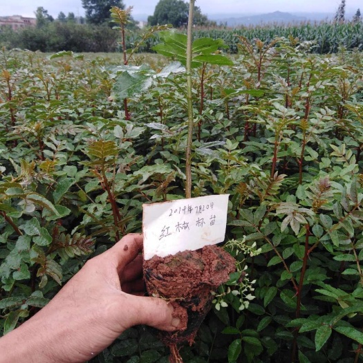 西昌市红花椒苗 红花椒杯苗大量供货
