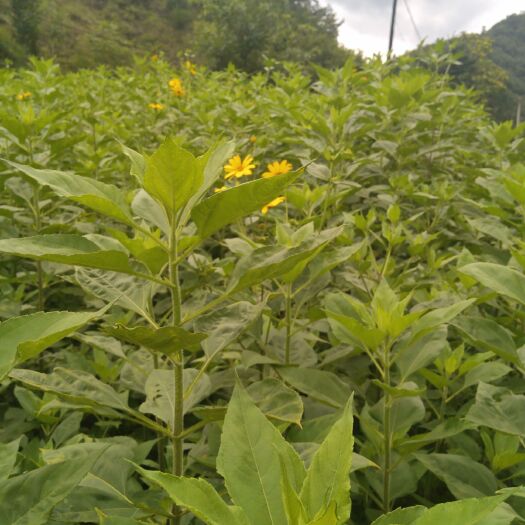商洛 白洋姜通货网袋装，可提供清洗去杂