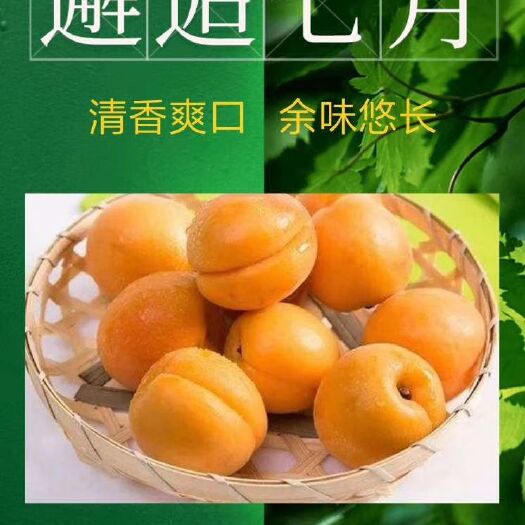 临泽县 新品杏梅上市，清香爽口，余味悠长