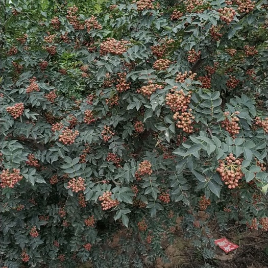 芮城县 花椒大红袍