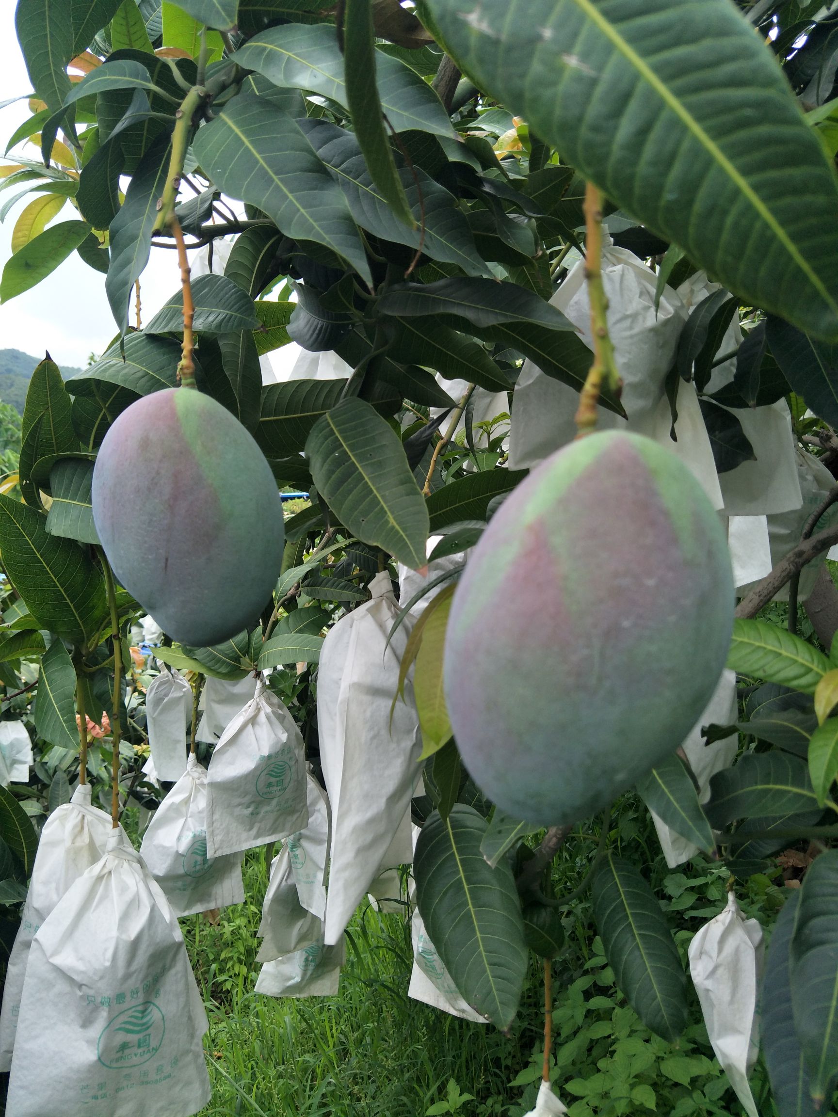 攀枝花凯特芒果大青芒