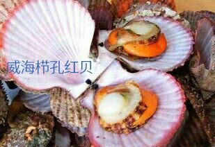 威海扇贝栉孔红贝海湾贝