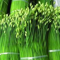 广州 每天采摘新鲜韭菜花