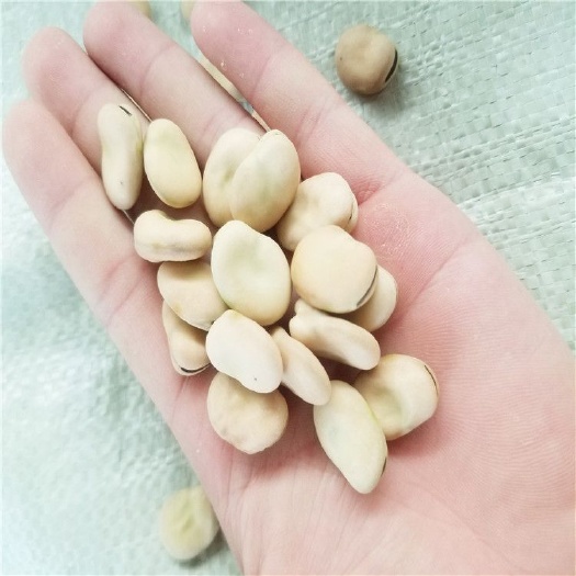 甘肃蚕豆，