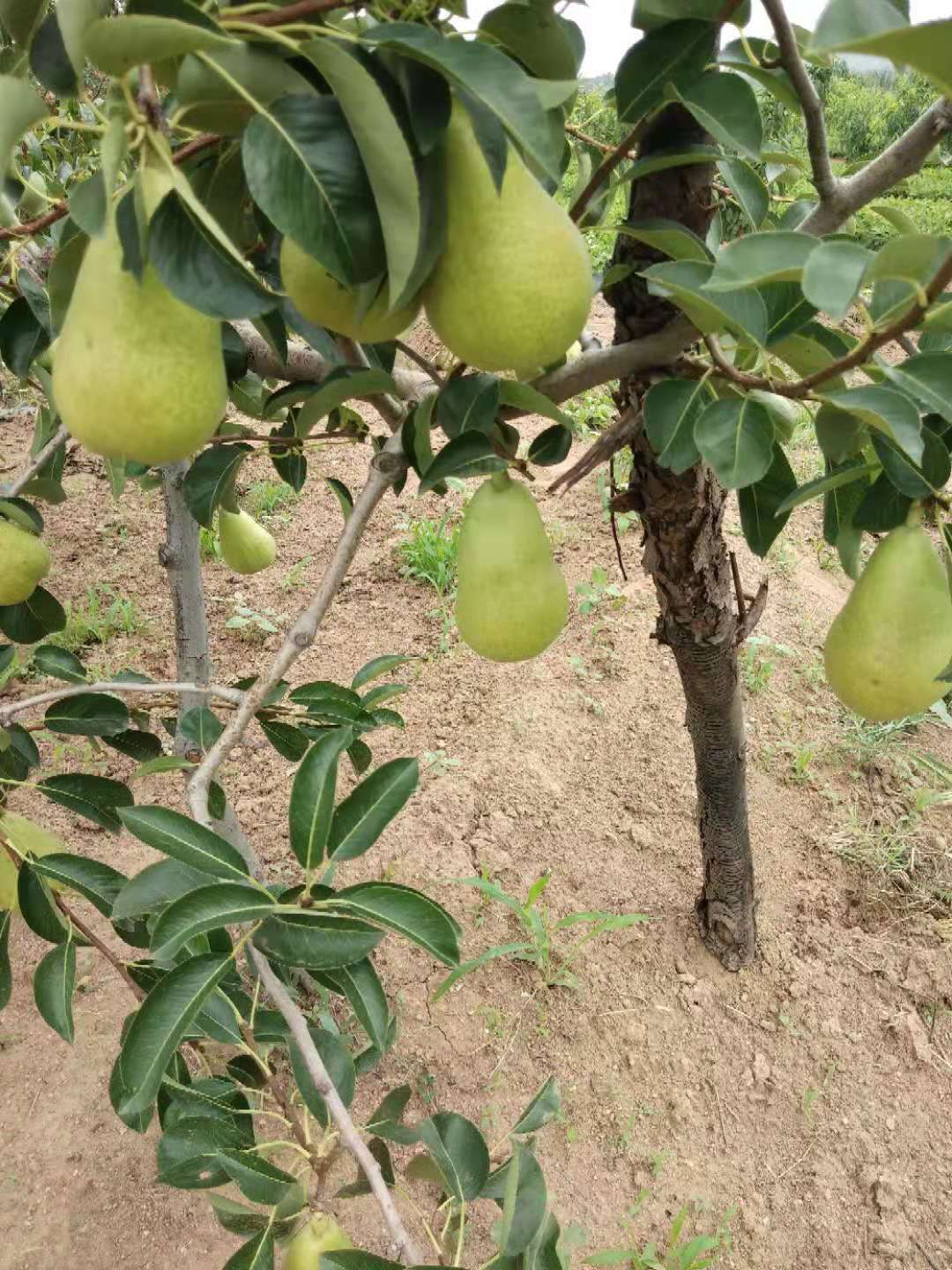 三季梨也是巴梨,细皮个头形好