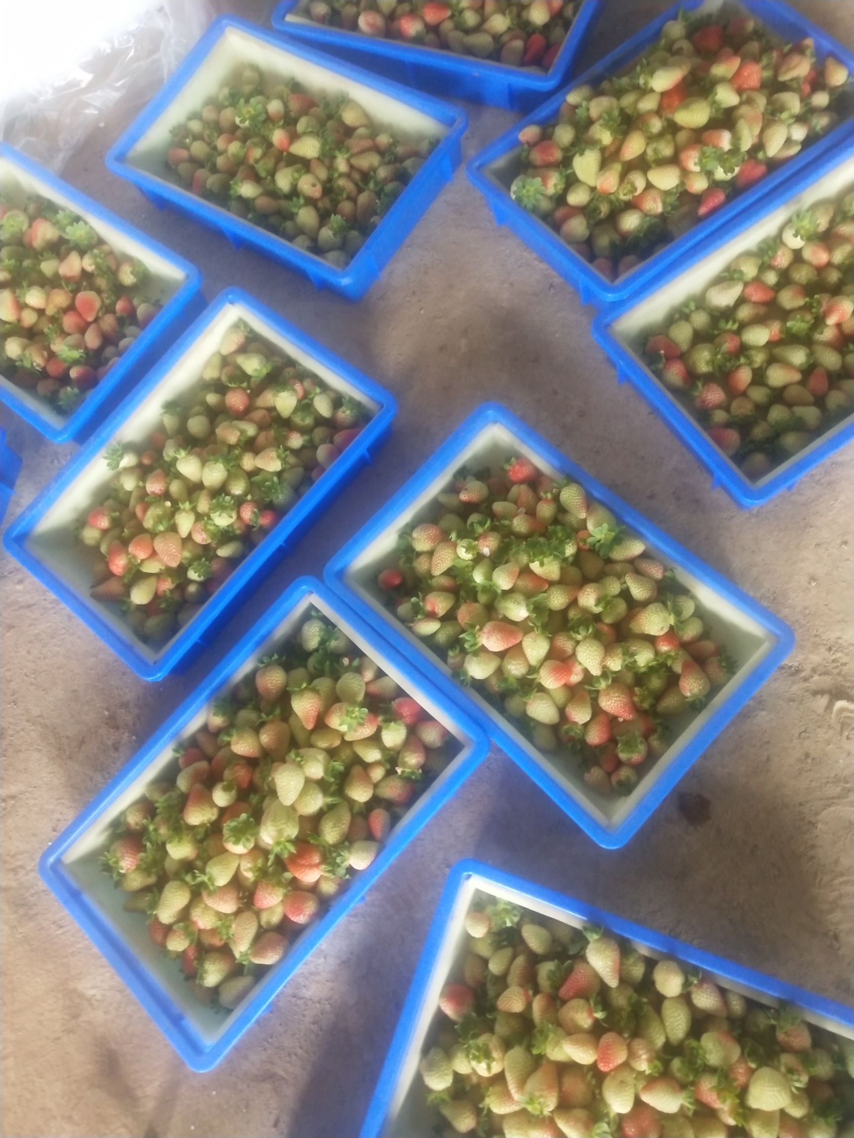 有机草莓 蒙特瑞  自种一手货源