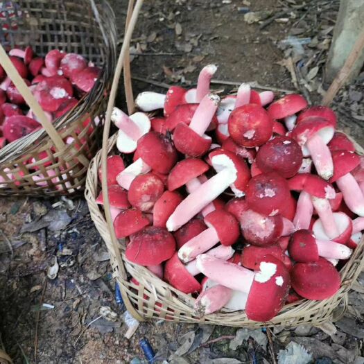 宁化县 野生红菇福建三明野生红椎菌 红蘑菇正宗红菇