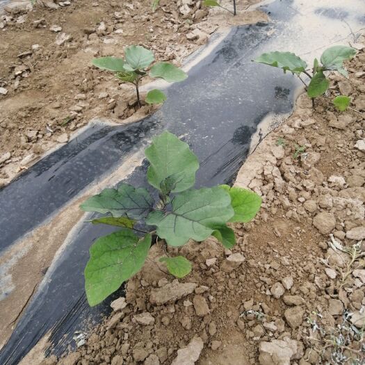 翁牛特旗紫光圆茄 15cm以下 圆茄