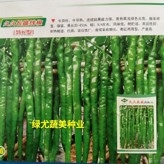 南靖县线椒种子  杂交线椒品种，久久长盛，加长型线椒