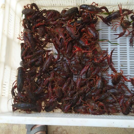 临澧县清水小龙虾 4-6钱 人工养殖
