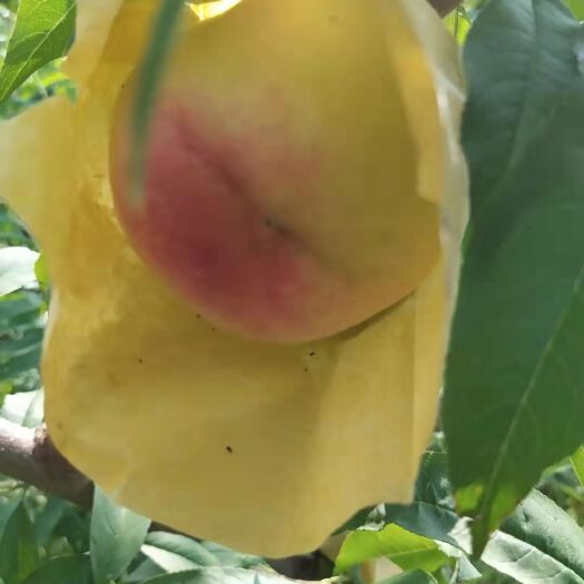 夏邑县阳山水蜜桃苗 阳山水蜜桃