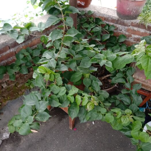 崇义县橙红三角梅 新鲜