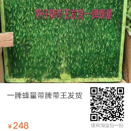 宜宾阿坝中蜂王