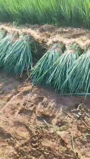 潍坊铁杆大葱苗 优质铁杆葱苗需要的联系我