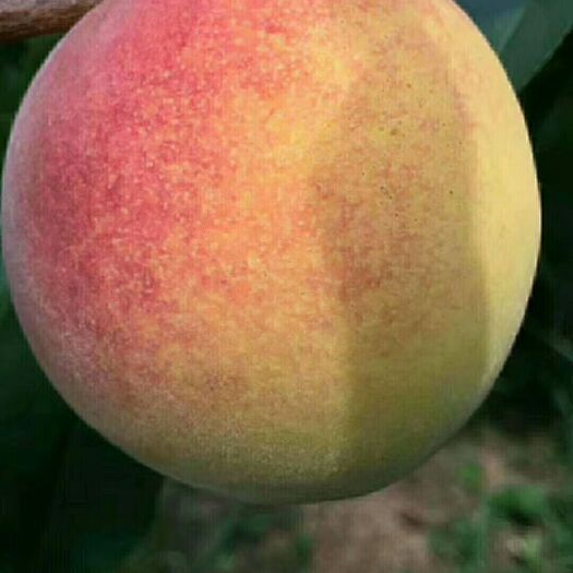 麻阳县 麻阳黄桃