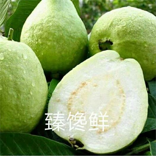 漳州 番石榴白心芭乐