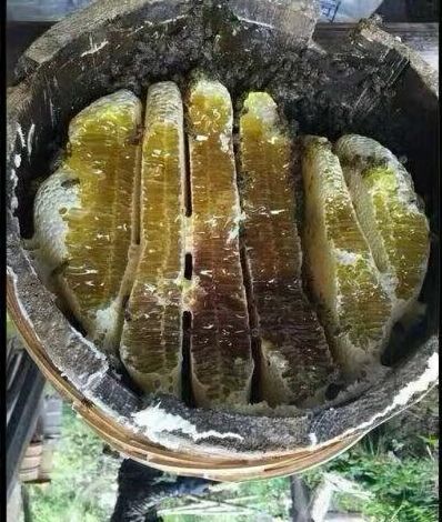 巫溪 卖土蜂蜜，是杨槐树花，廣ger花的蜜