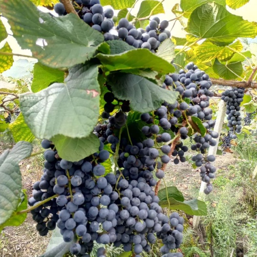 紫云县湘珍珠 0.5-2斤 5%以下 1次果