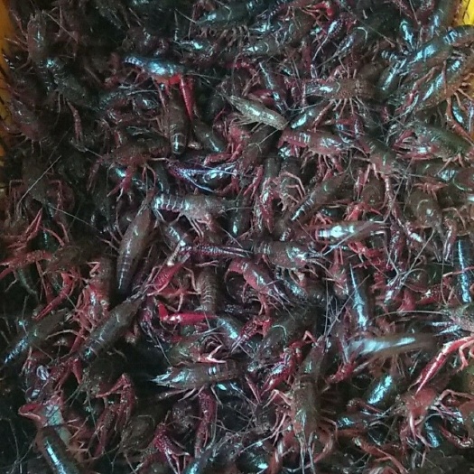洪湖市龙虾苗 优质湖虾