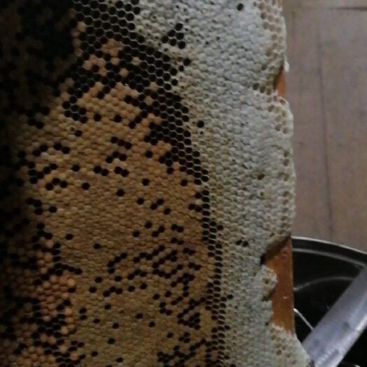 南平 产自武夷山脉，天然无污染的大自然环境中酿造的土蜂蜜。