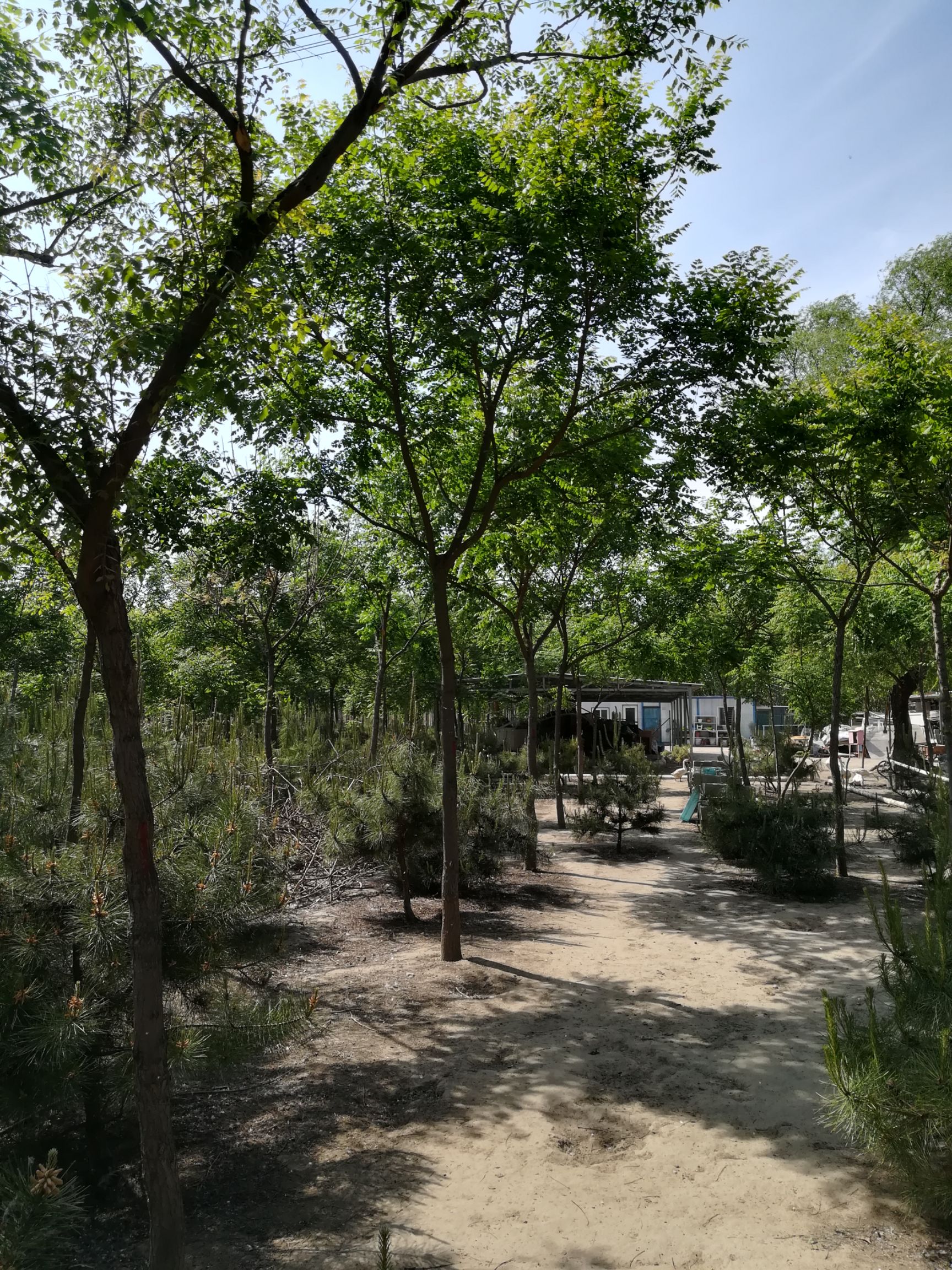 生态园林  北京周边
花卉苗木基地出租