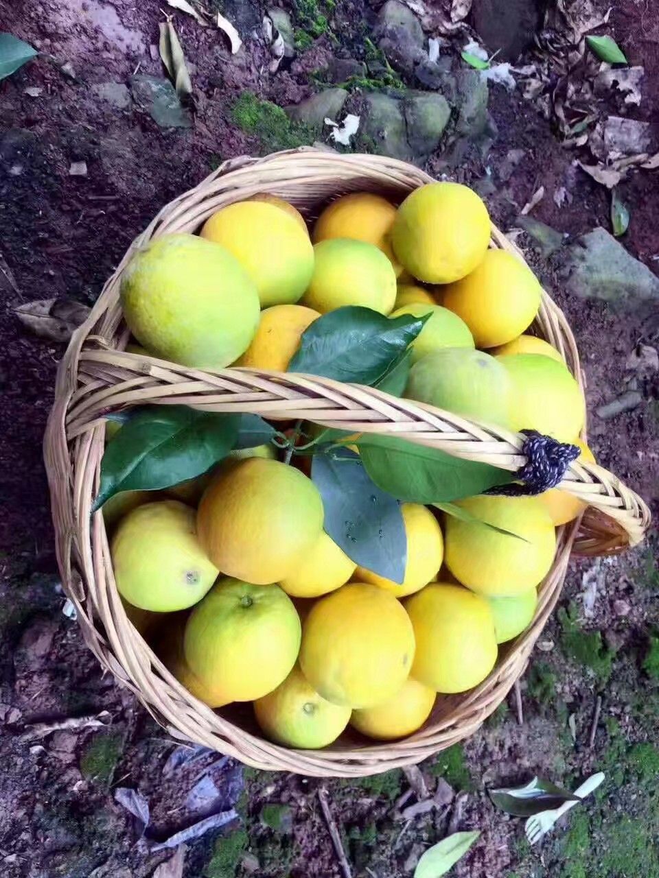  三峡秭归夏橙种植户直销