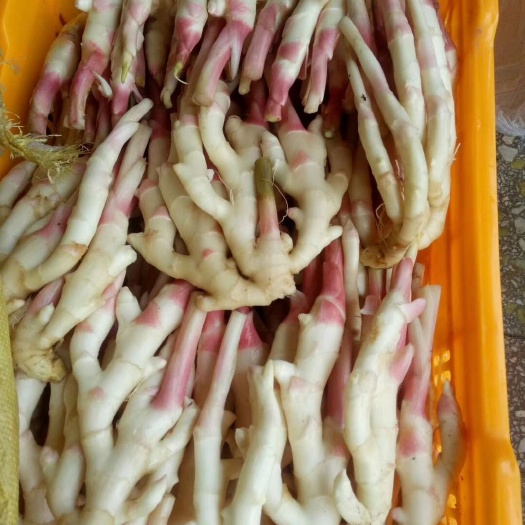 全州县 广西鲜品生姜