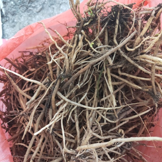 晴隆县 贵州龙胆草