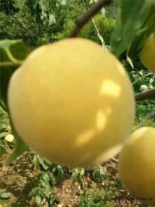 泰安黄金蜜4号苗 保品种，根系发达，保成活。