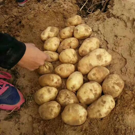 定边县冀张226土豆 沙地货，个头大，果形好，诚信为本