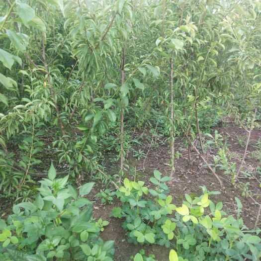 简阳市蜂糖李树苗 蜂糖李